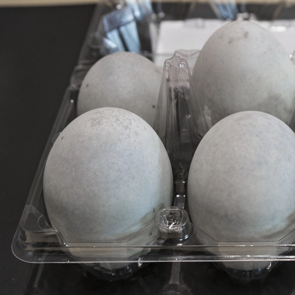 Scatola di uova di 100 anni