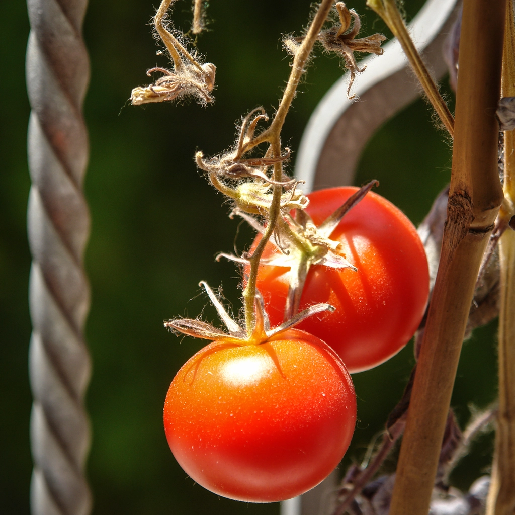 I miei pomodori sul davanzale, scaldati dal sole