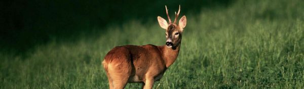 capriolo