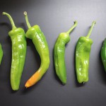 I friggitelli, bellissimi al naturale